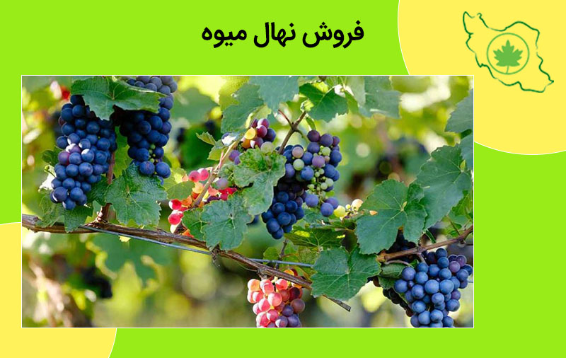 فروش نهال میوه فروش نهال میوه