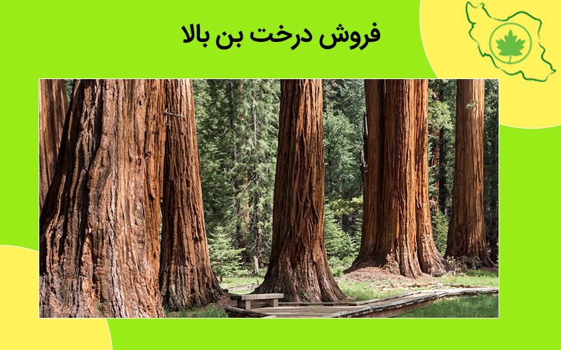 فروش درخت بن بالا فروش درخت بن بالا