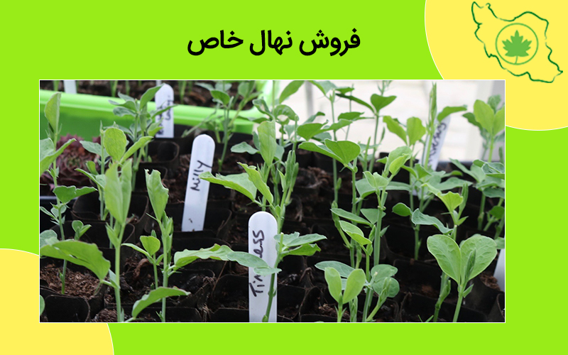 فروش نهال خاص فروش نهال خاص
