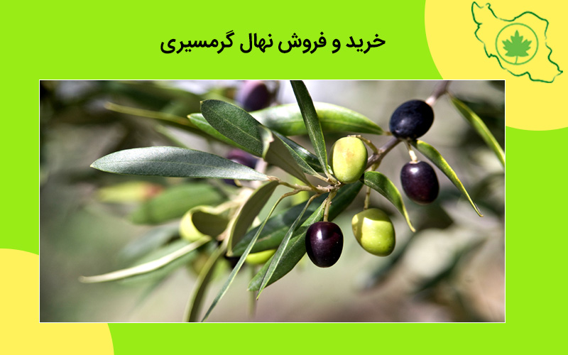 خرید و فروش نهال گرمسیری خرید و فروش نهال گرمسیری