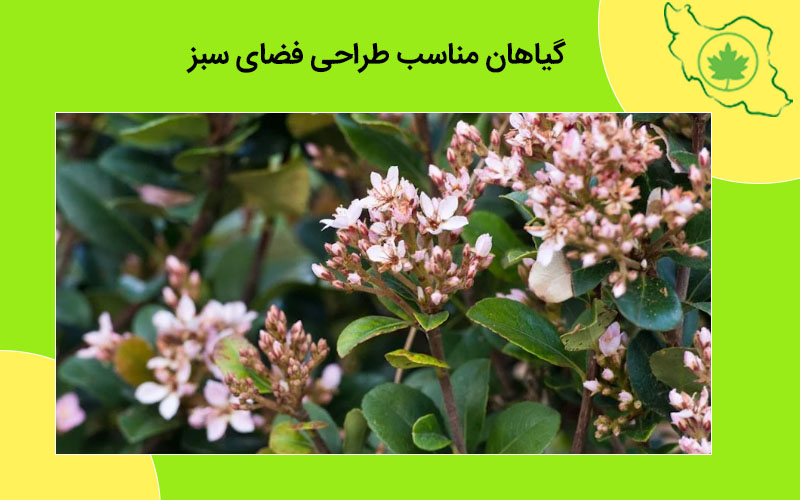 گیاهان مناسب طراحی فضای سبز گیاهان مناسب طراحی فضای سبز